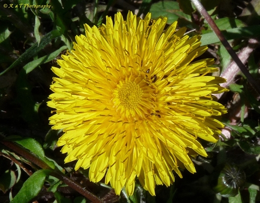 {Taraxacum officinale}